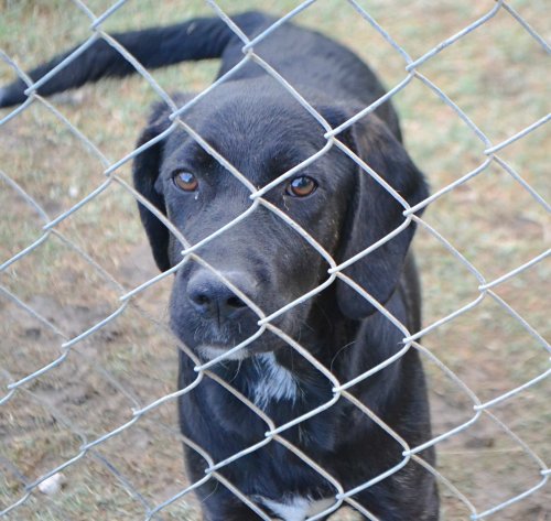 Tierhilfe Korfu e.V.